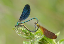 de libelle