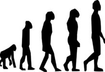 evolutie in theorie en praktijk