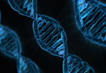 de ordelijke bouw van DNA als argument tegen evolutie
