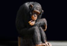 waarom is de evolutietheorie toch zo populair